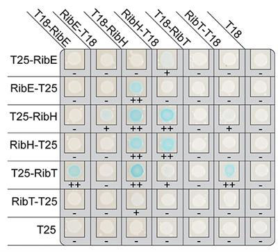 The Acetyltransferase RibT From Bacillus subtilis Affects in vivo Dynamics of the Multimeric Heavy Riboflavin Synthase Complex